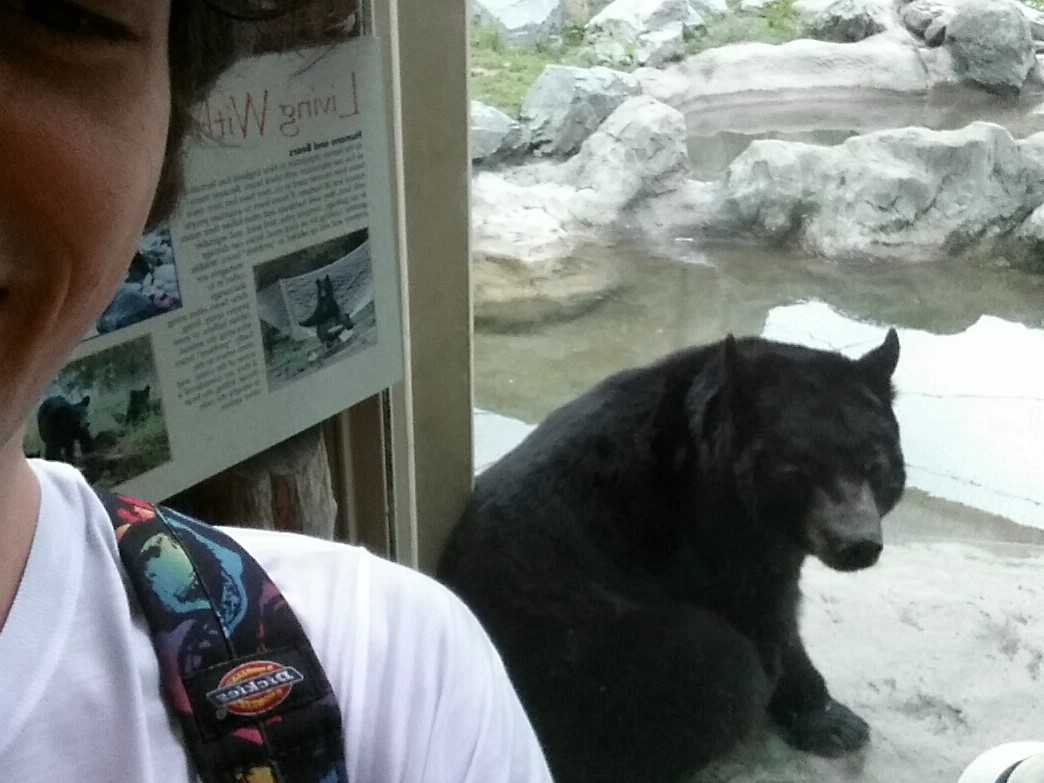 Black Bear at Boston City Zoo July 9, 2017